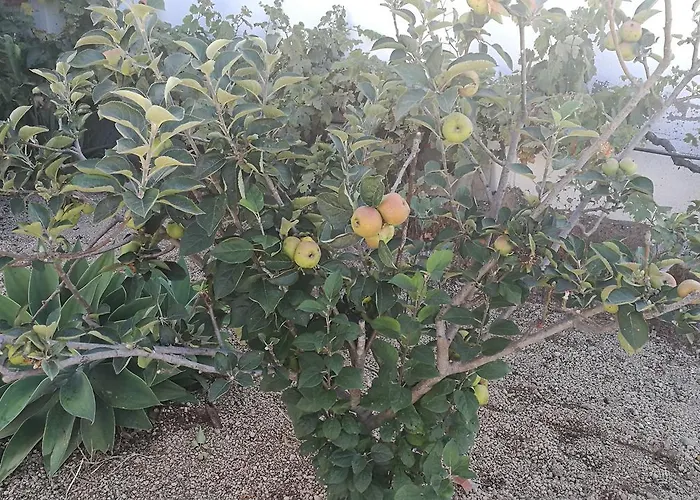 Emblema (adults Only)